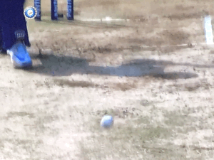 Lively.gif