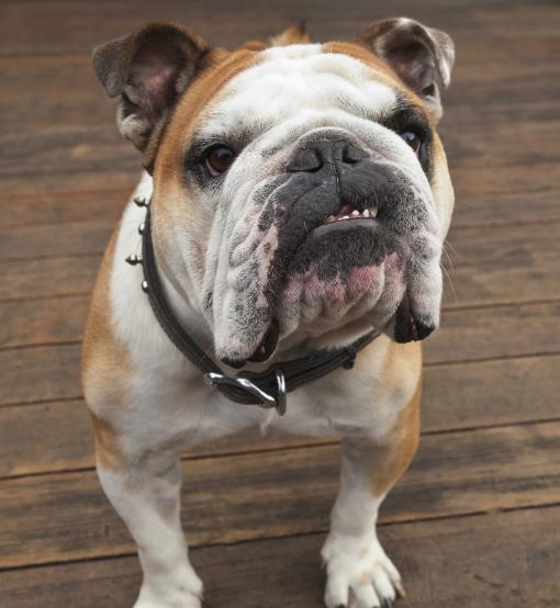 102523-purebred-english-bulldog-1.jpg.c7ca064eda4bf56a7a16bca8e0486d70.jpg