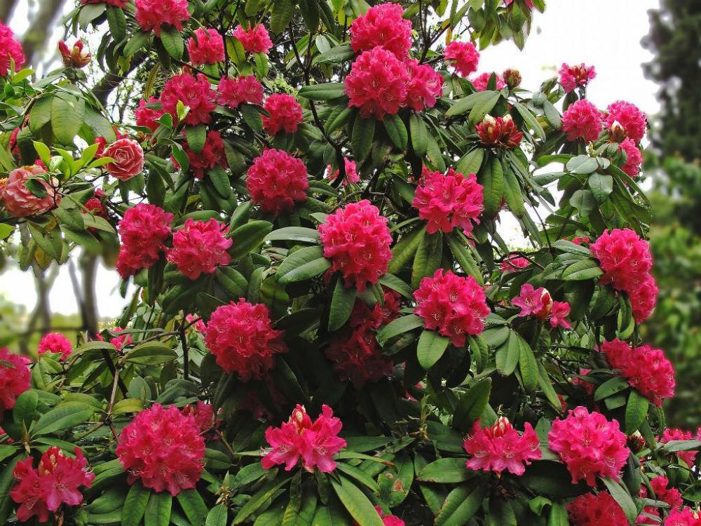 Rhododendron-arboreum-Tree-Rhododendron2.jpg
