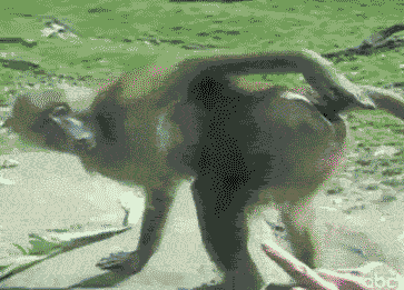 rapidsave.com_gwx9tgyfynr61.gif